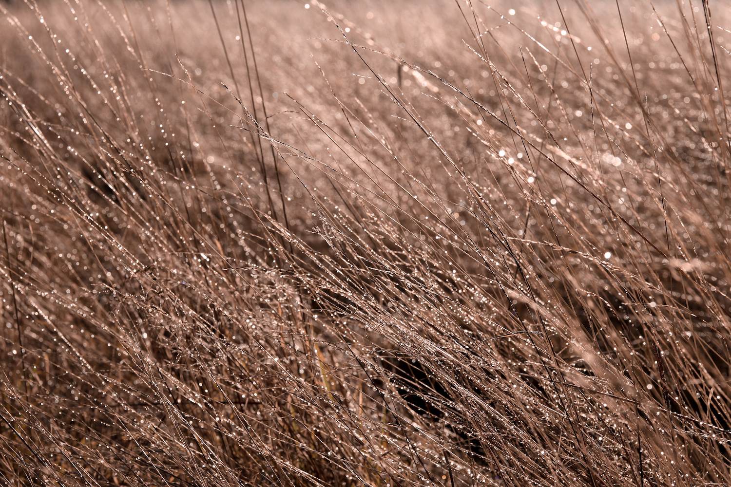 Richmond Park