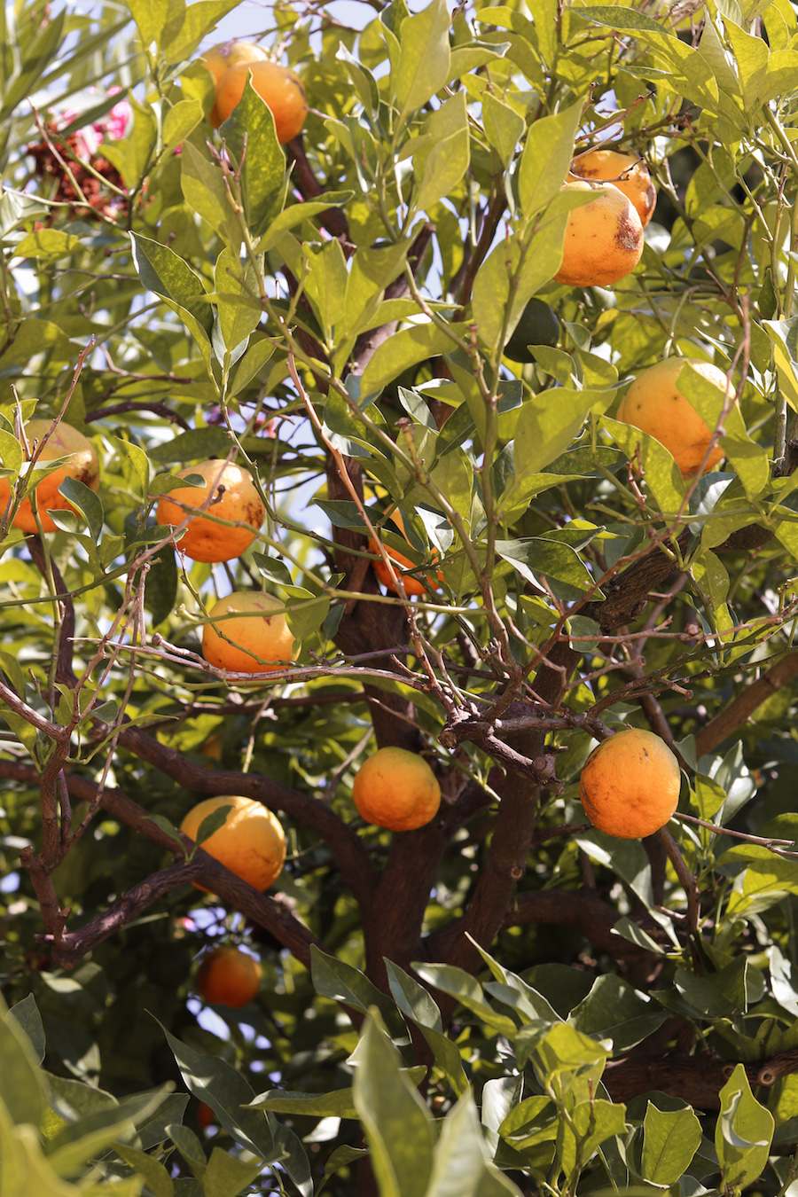 Citrus fruit tree