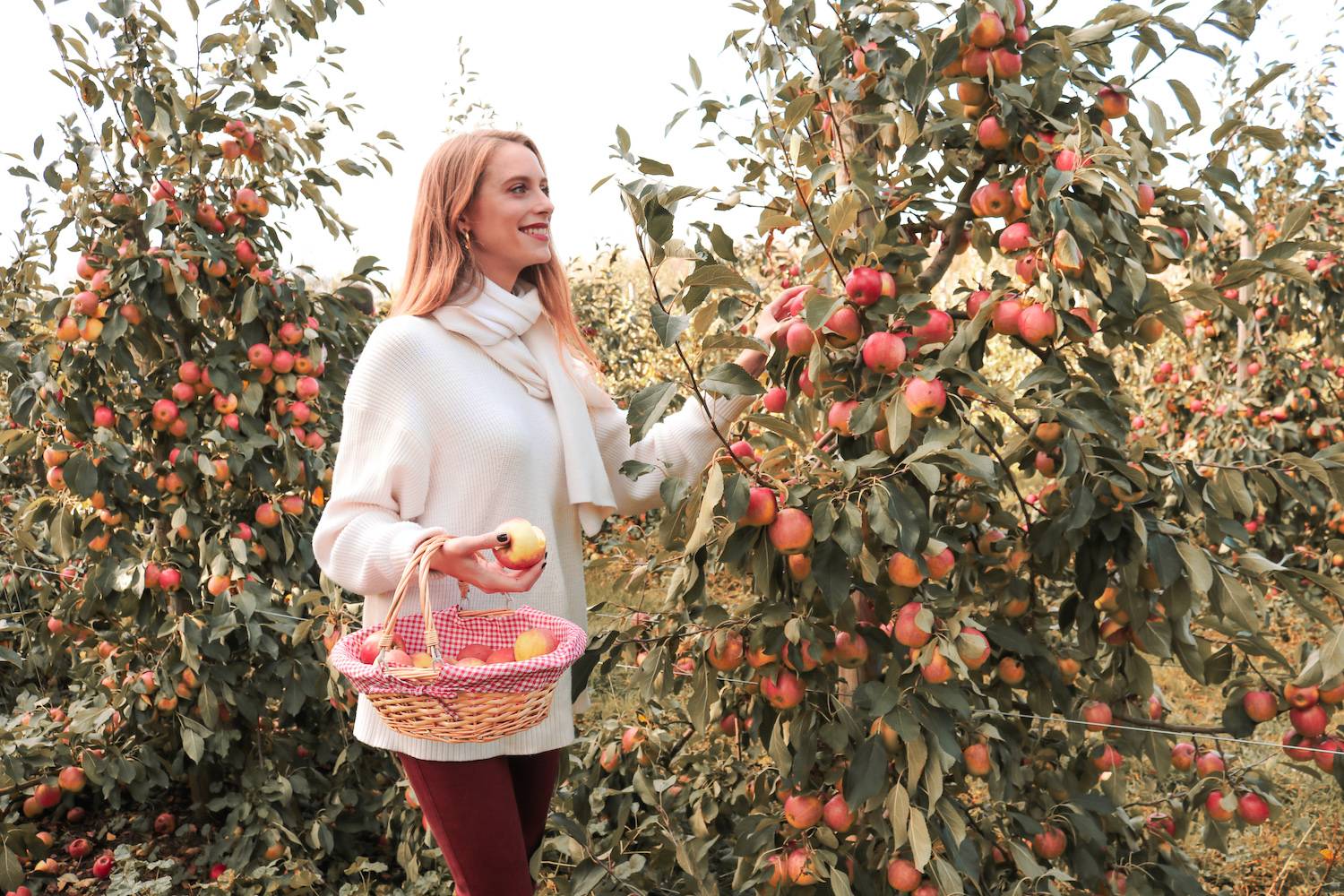 Apple Picking