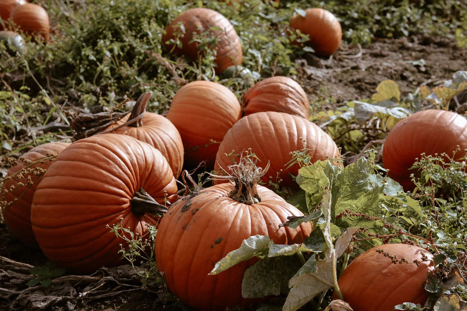 Pumpkin Patch