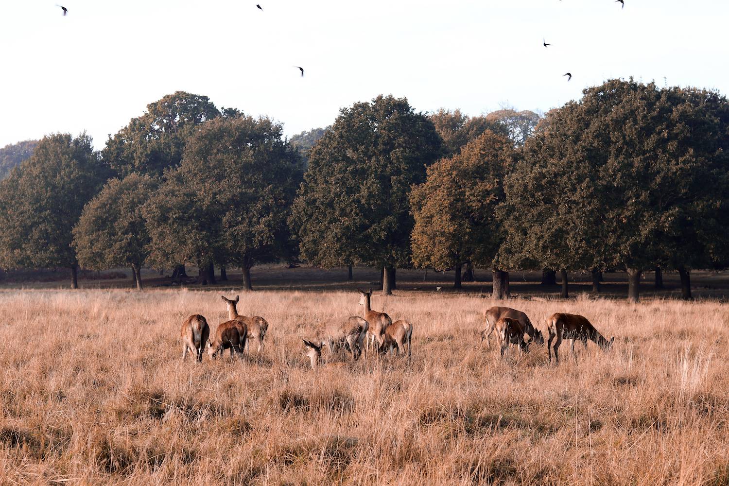 Deer in Richmond Park