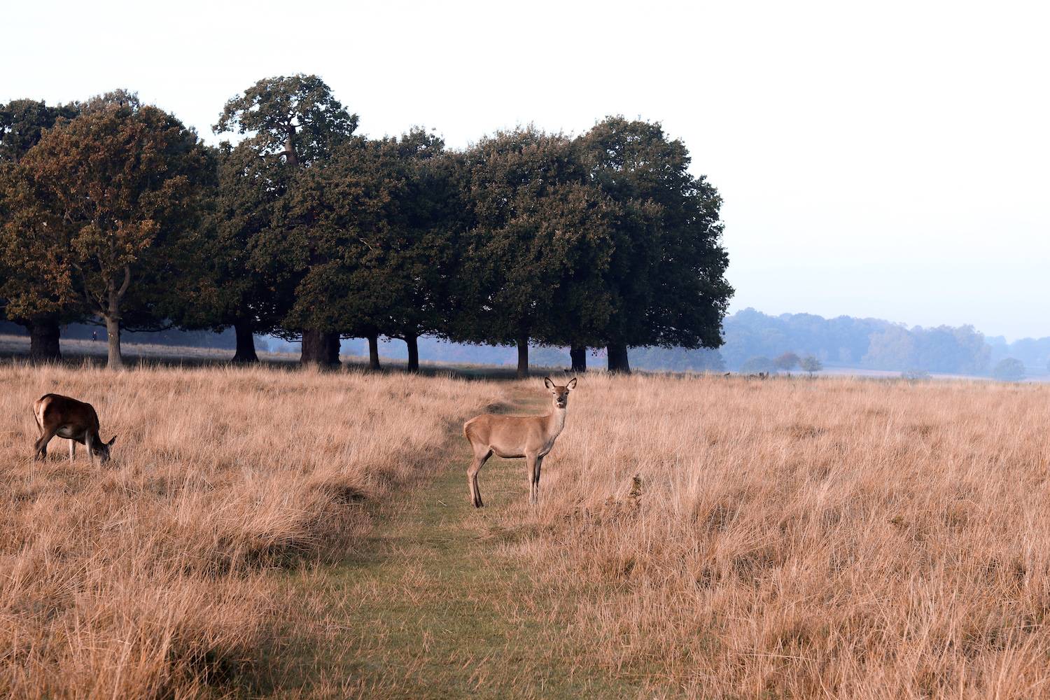 Deer in Richmond Park