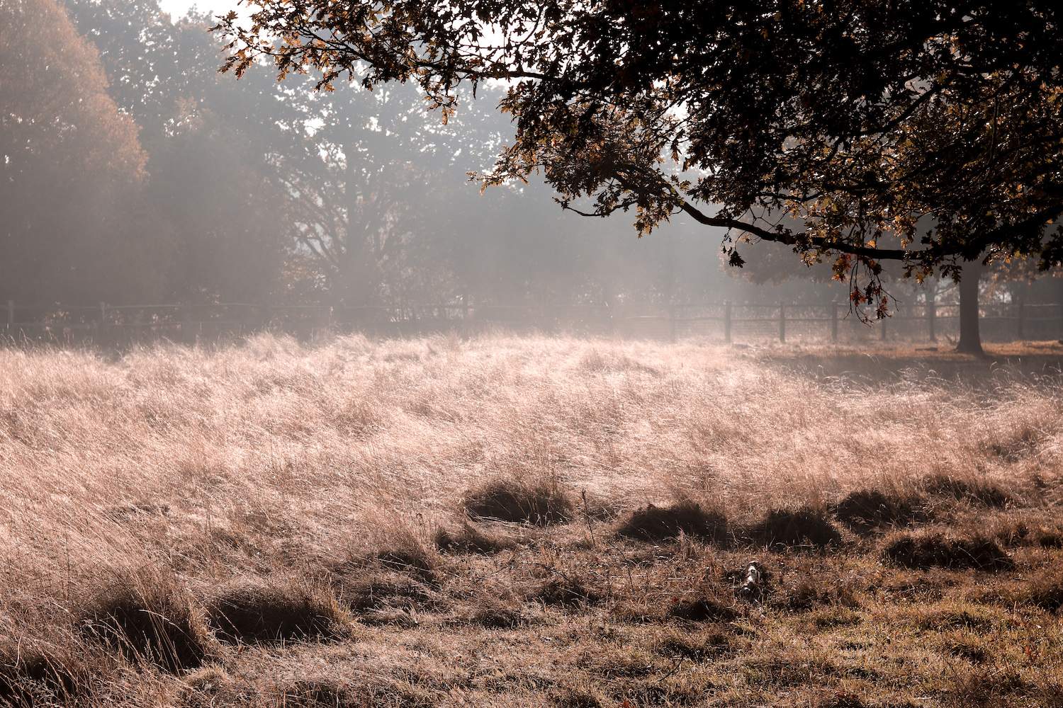 Richmond Park