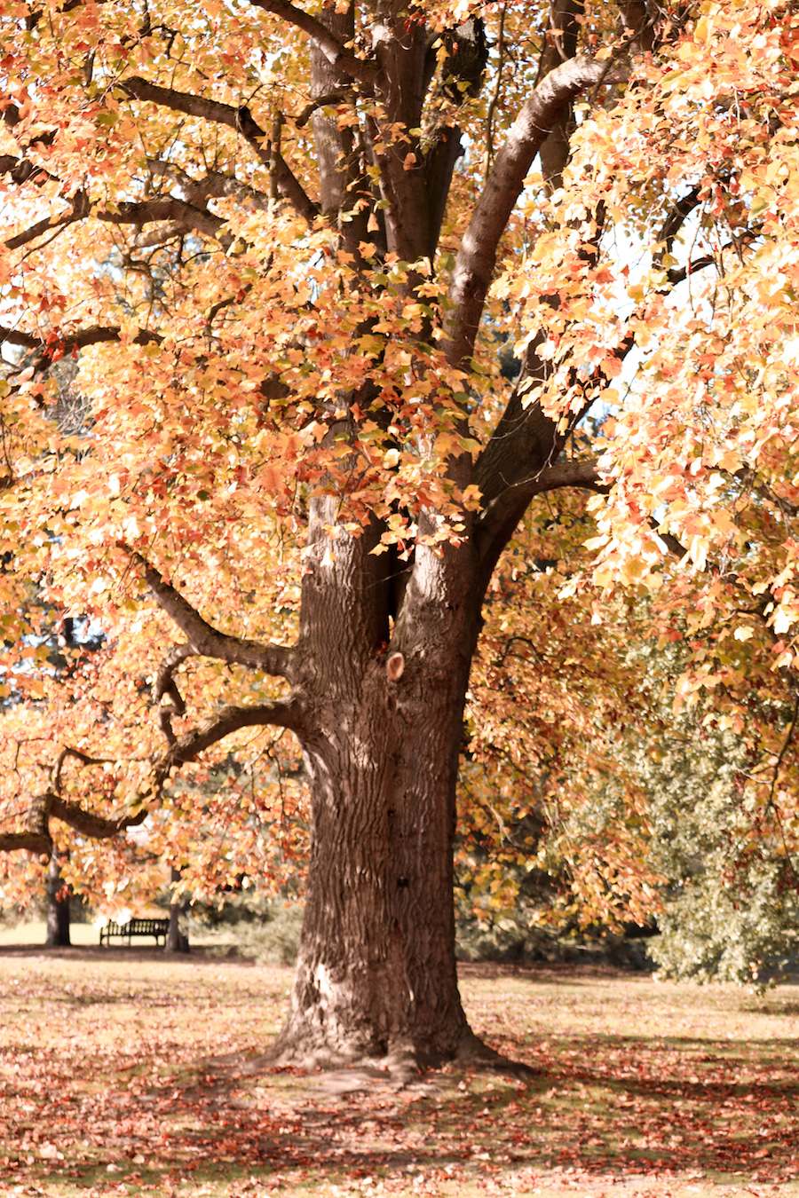 Kew Gardens Yellow Tree