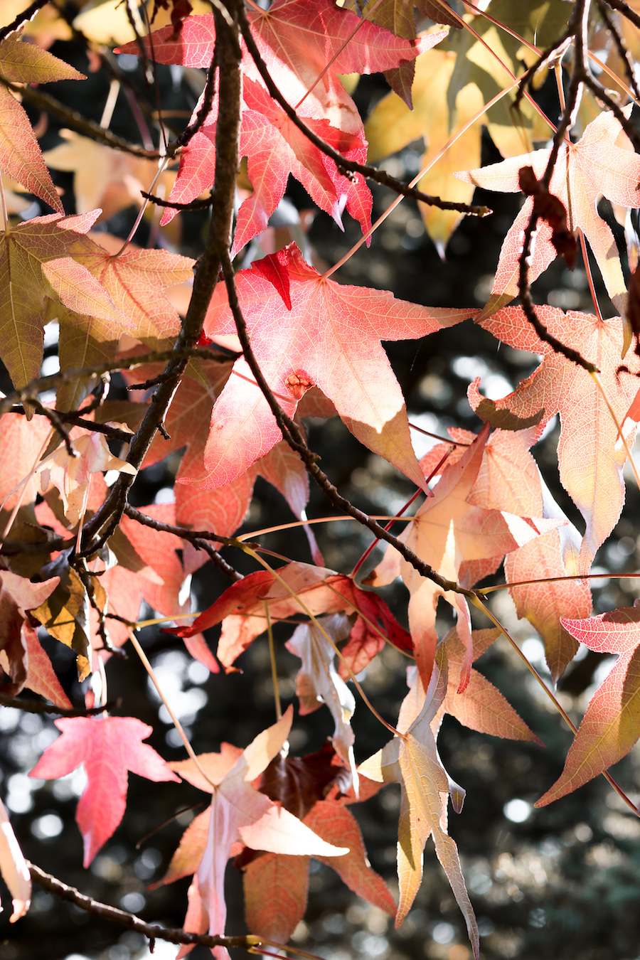 Autumn red leaves